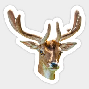 Fallow Buck in velvet Sticker